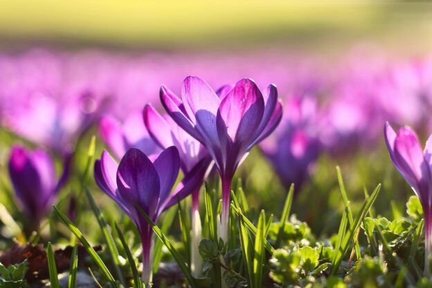 Elements2Balance - frühling