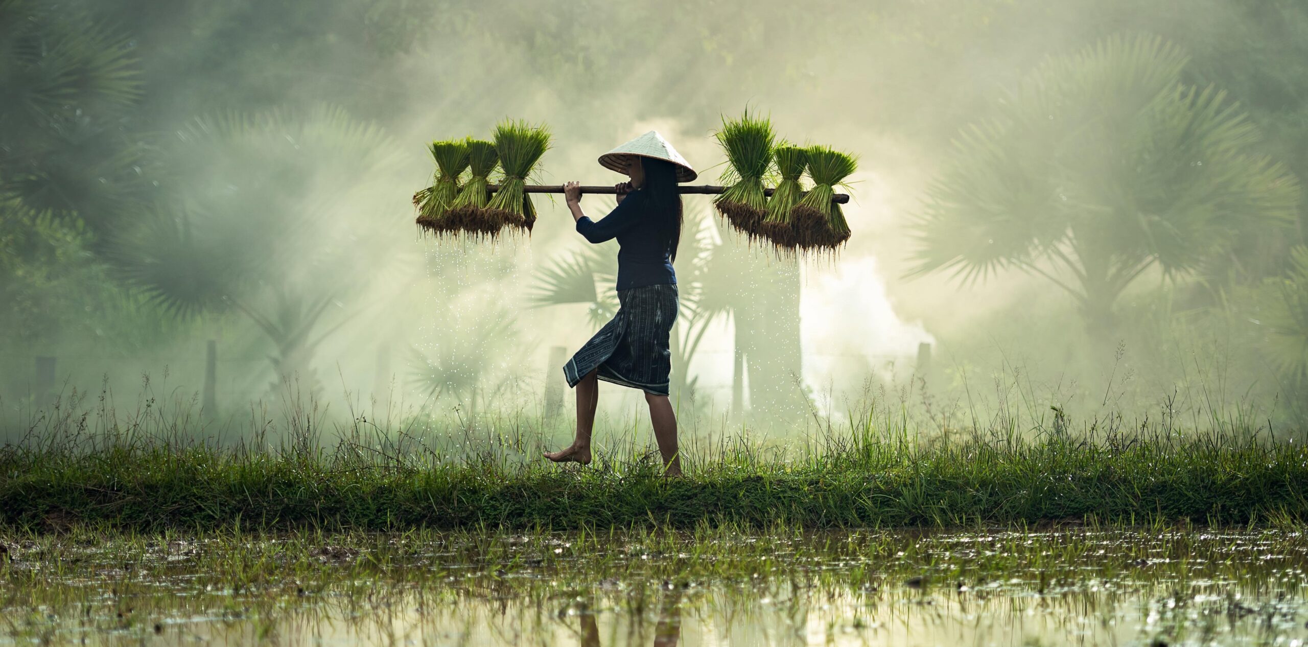 Elements2Balance - Qi - Reiskorn im Nebel - Lebensenergie, Vitalkraft