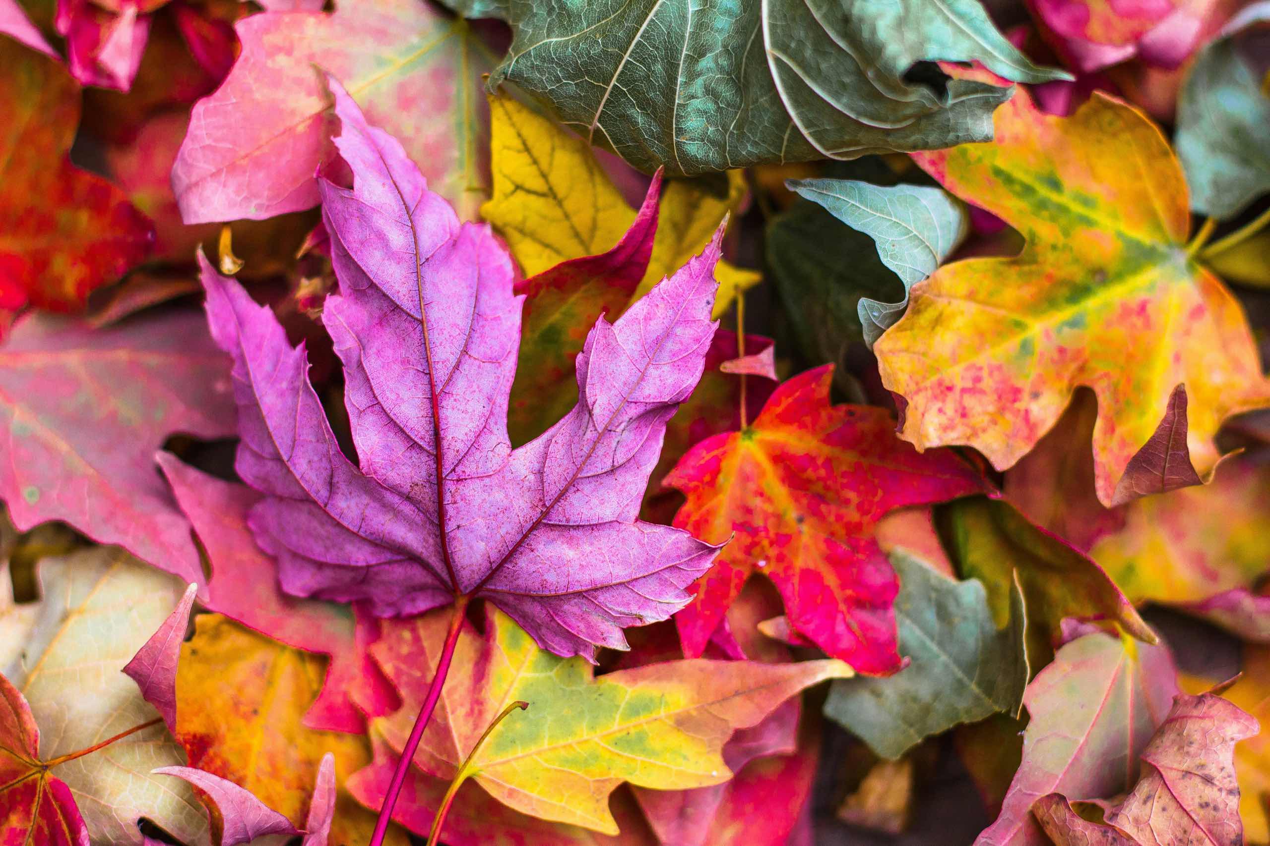 Elements2Balance - Richtige Ernährung im Klima Herbst