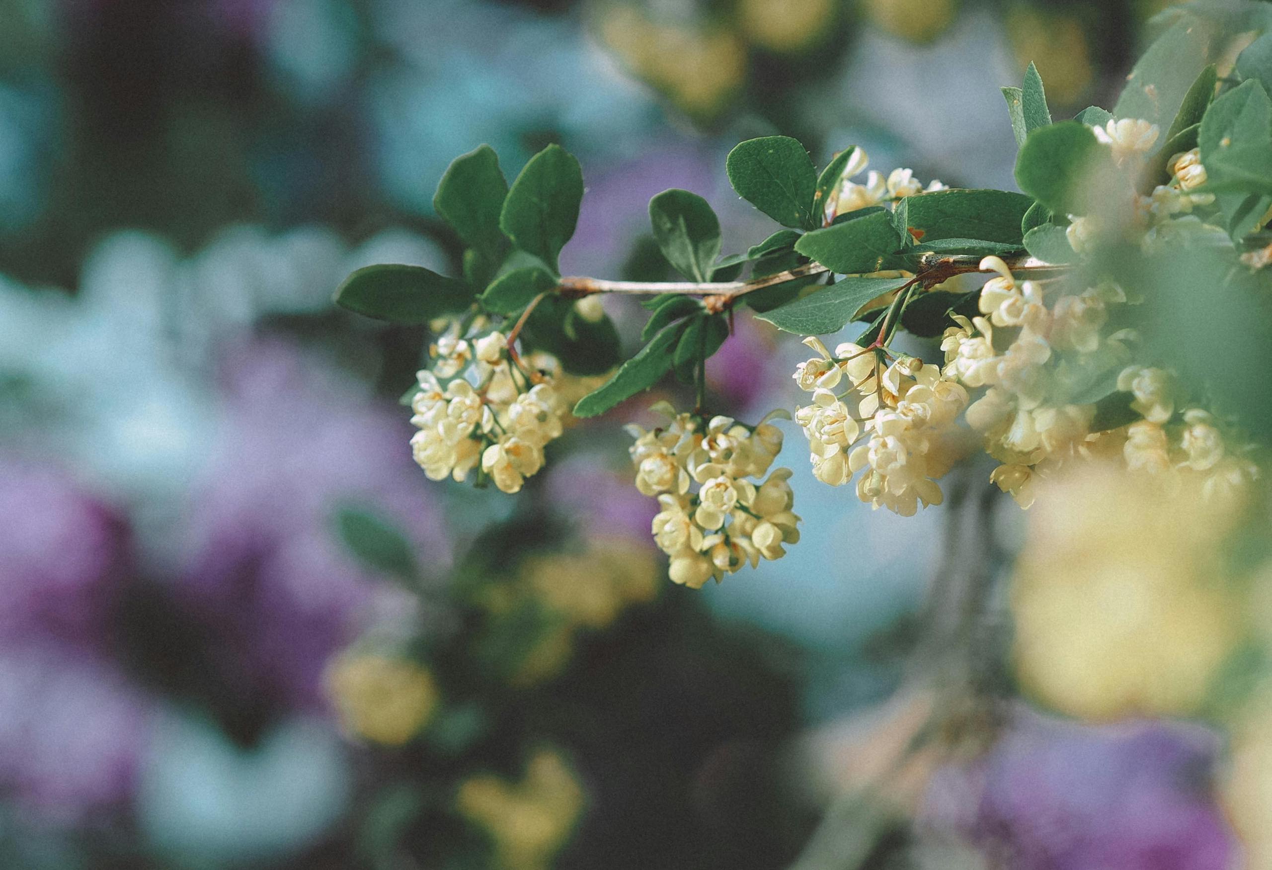 Elements2Balance - Autumn fragrance Litsea