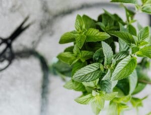 Elements2Balance - Pfefferminzöl gegen Kopfschmerzen